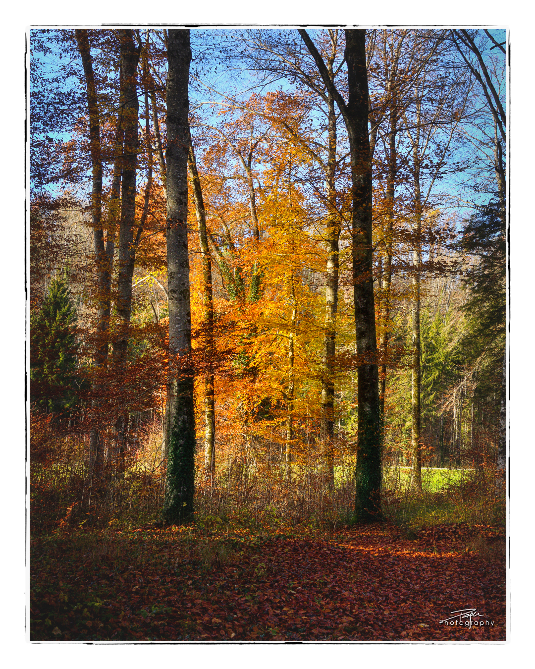 23.11.2022 - Spätherbst