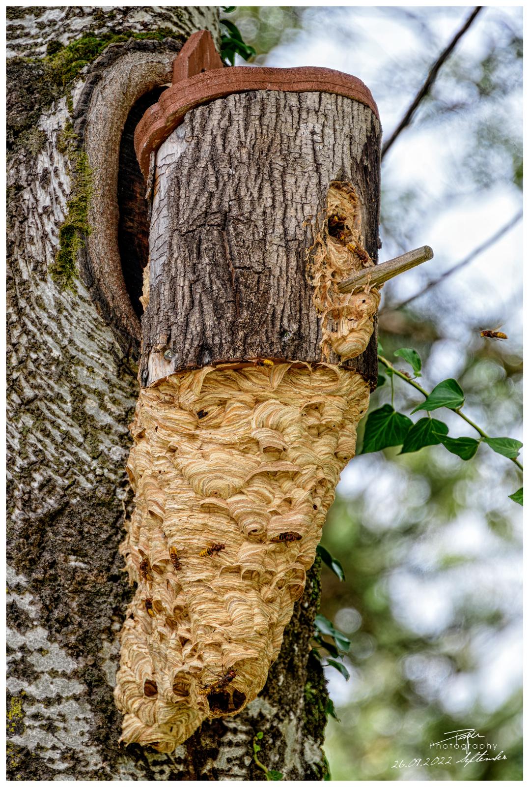 26.06.2022 - «Annektion»