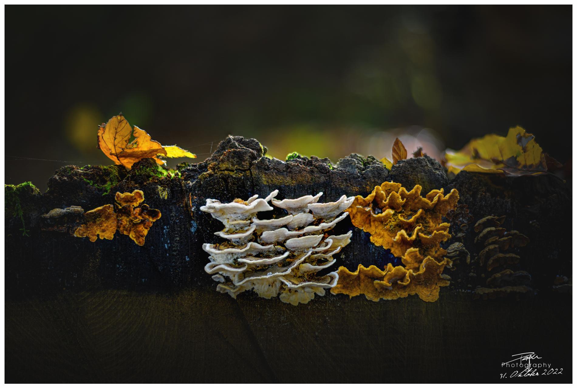 1.10.2022 - IM HERBST