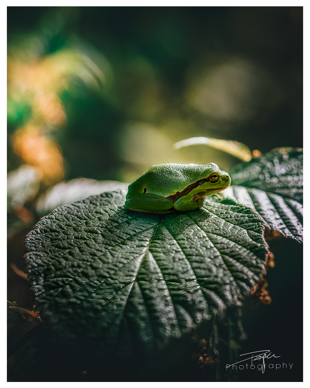 08.08.2023 - Laubfrosch