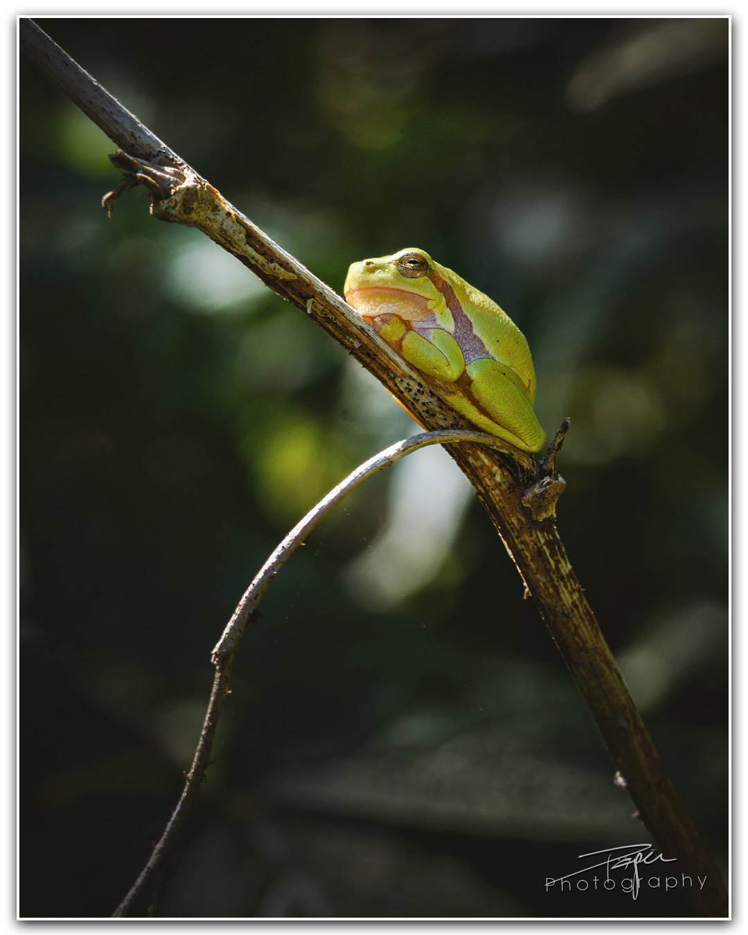 08.08.2023 - Laubfrosch