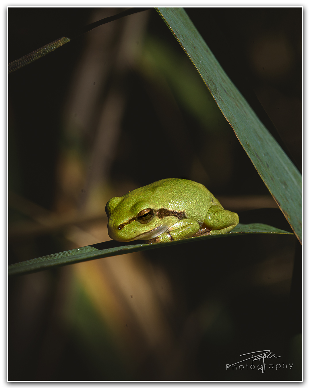 08.08.2023 - Laubfrosch