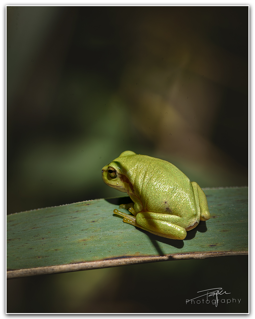 08.08.2023 - Laubfrosch