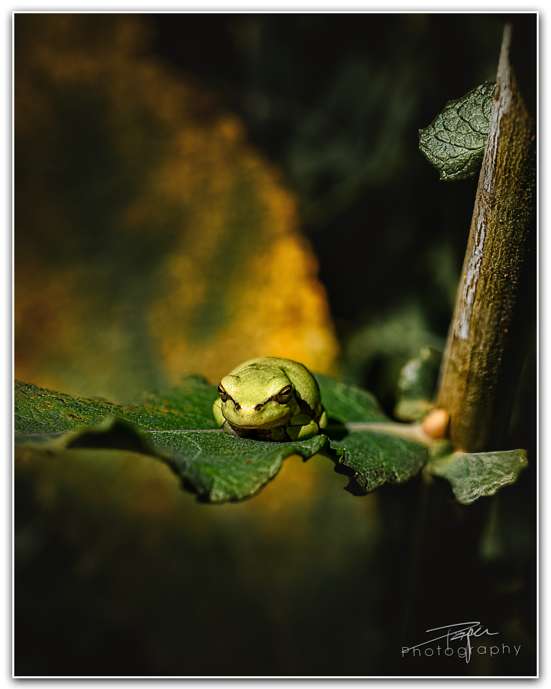 08.08.2023 - Laubfrosch