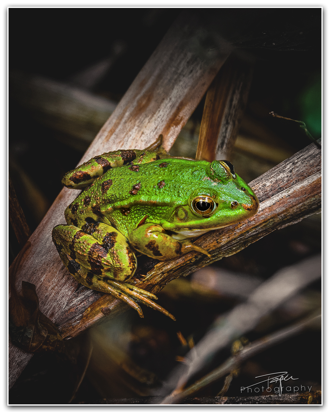 24.09.2023 - Grasfrosch