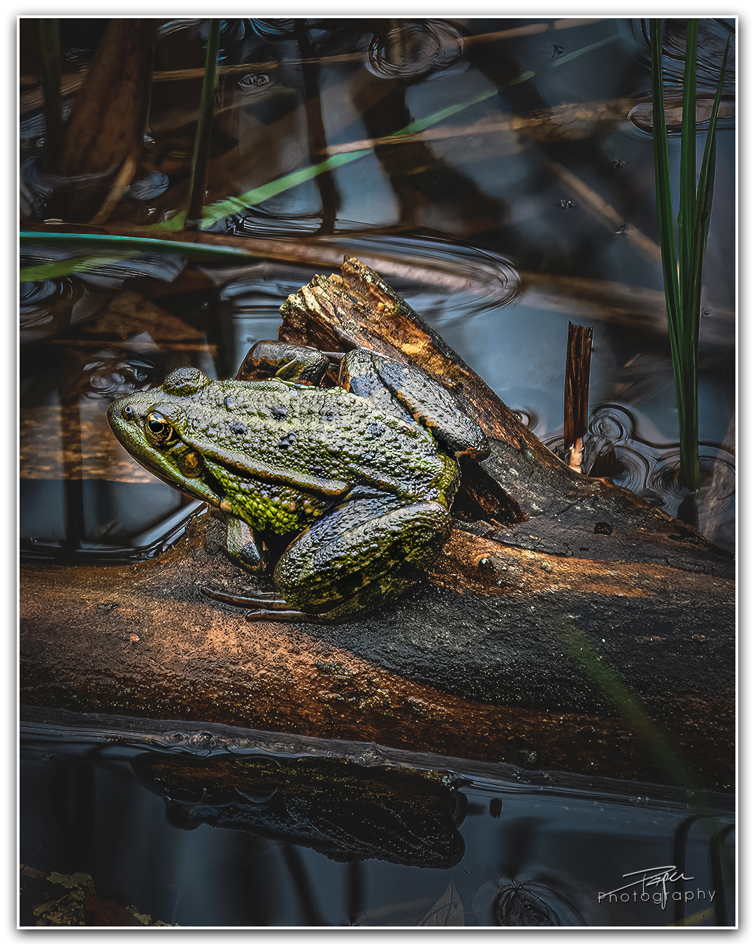 24.05.2023 - Seefrosch