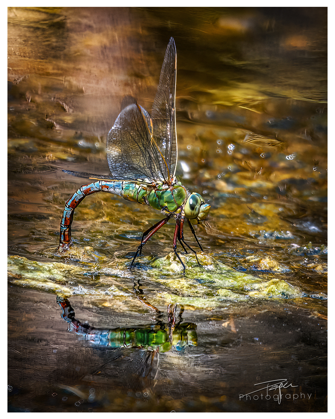 02.06.2023 - Königslibelle | Eiablage