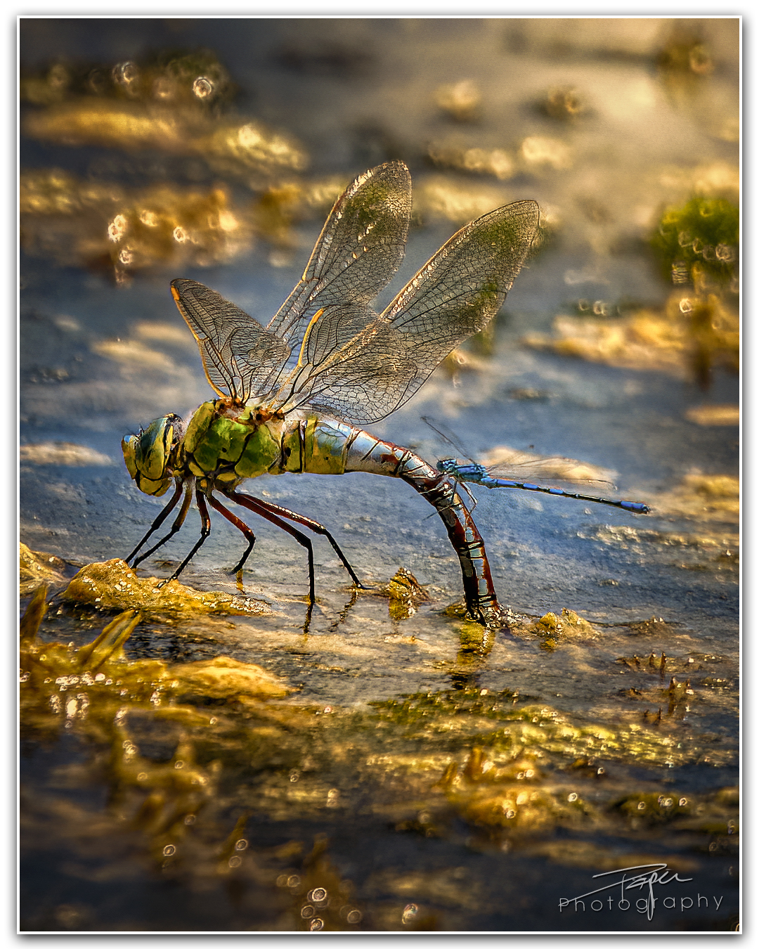 02.06.2023 - Königslibelle | Eiablage