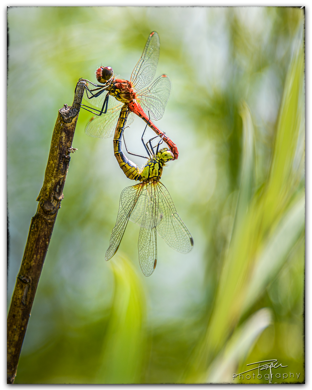 05.07.2023 - Paarung