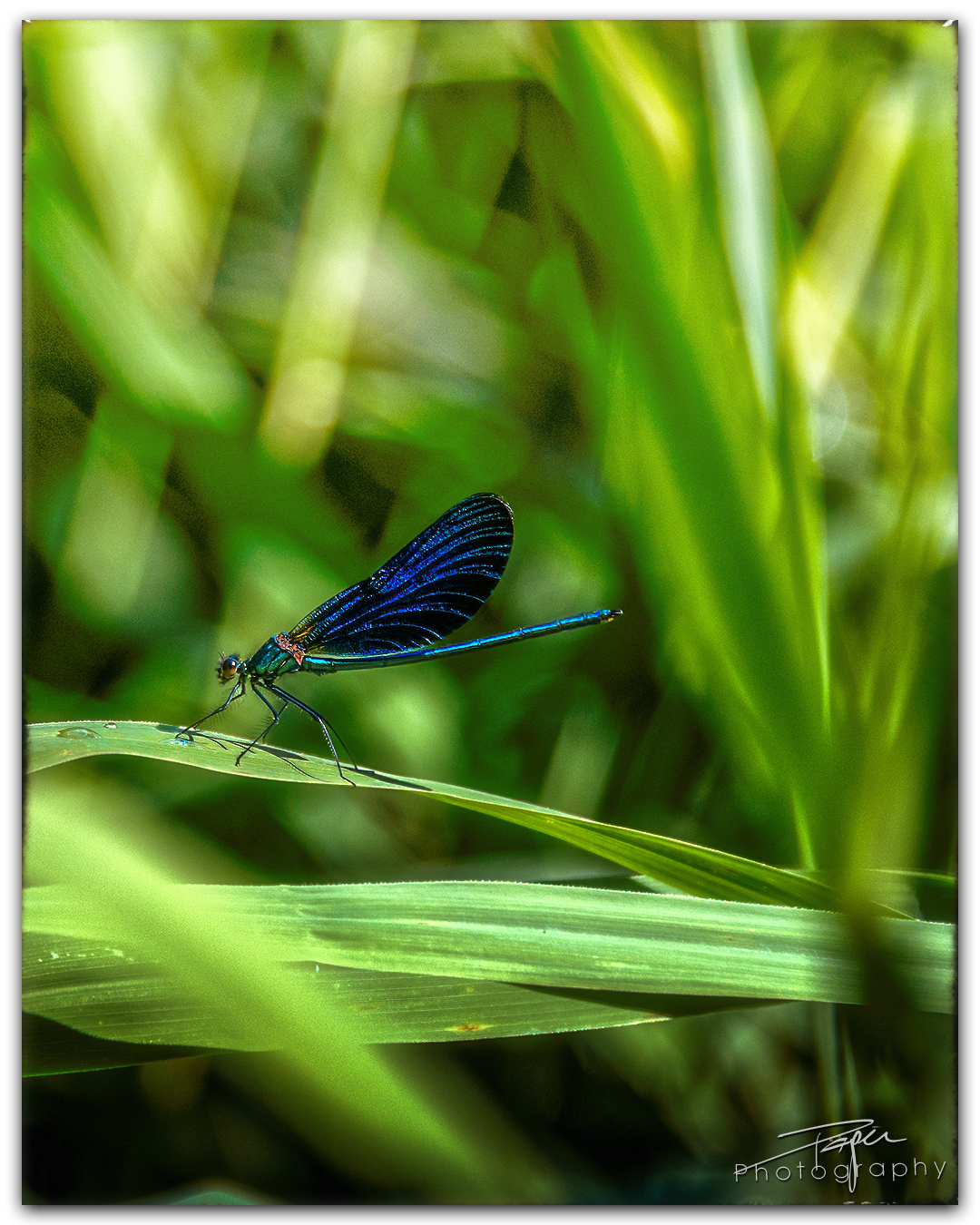 06.07.2023 - Blauflügel-Prachtlibelle