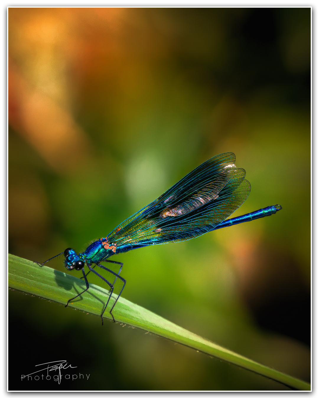 07.06.2023 - Gebänderten Prachtlibelle