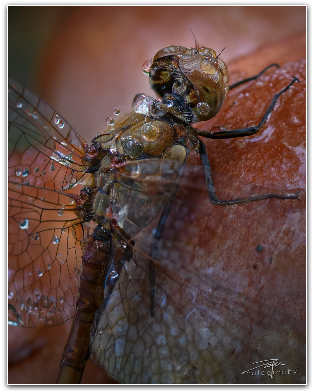 10.11.2023 - Libelle an einem Pilz