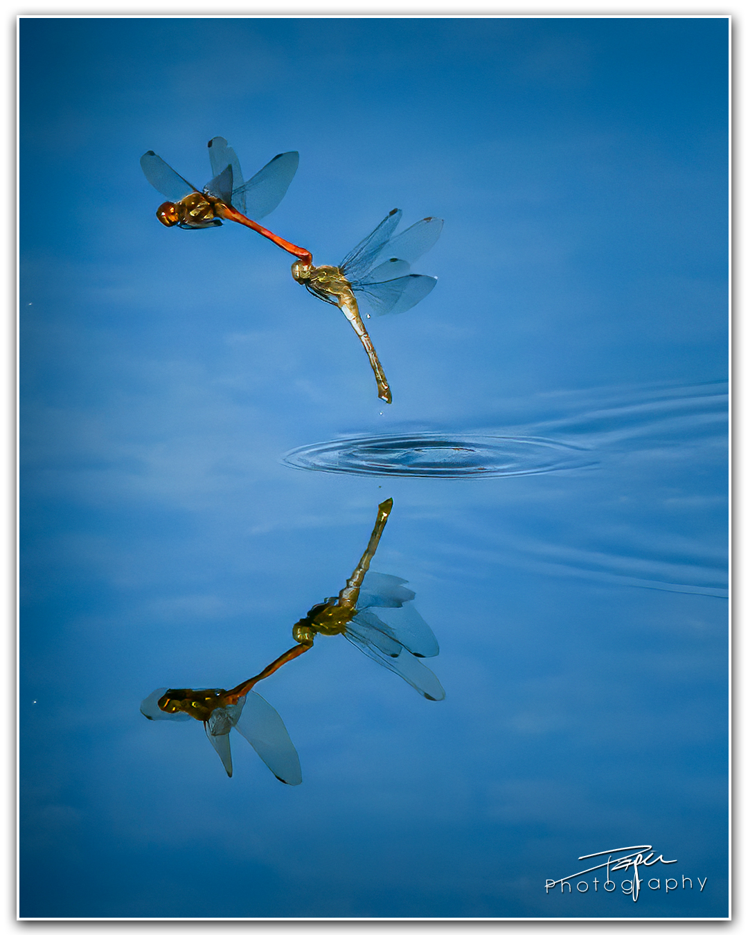 10.10.2023 - Paarung