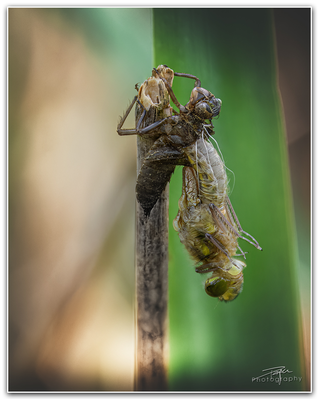 15.05.2023 - Libelle Metamorphose