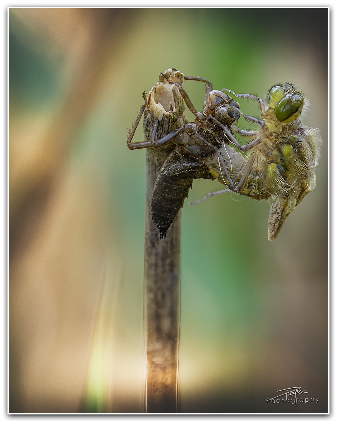 15.05.2023 - Libelle Metamorphose