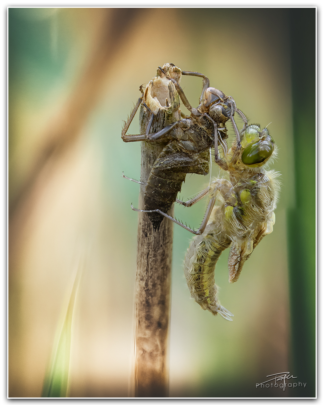 15.05.2023 - Libelle Metamorphose