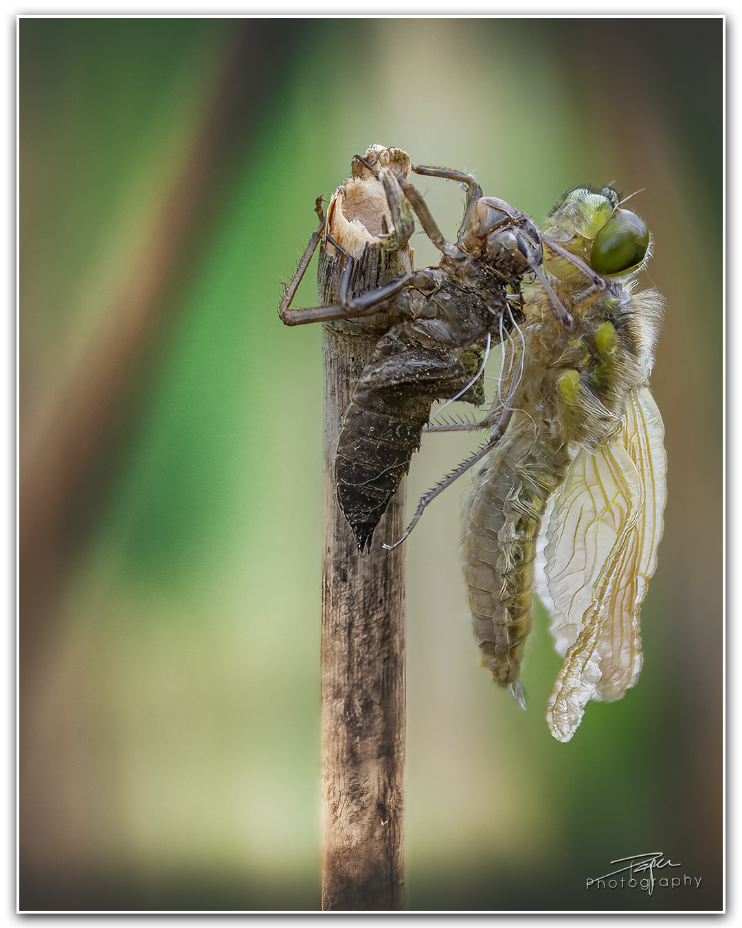 15.05.2023 - Libelle Metamorphose