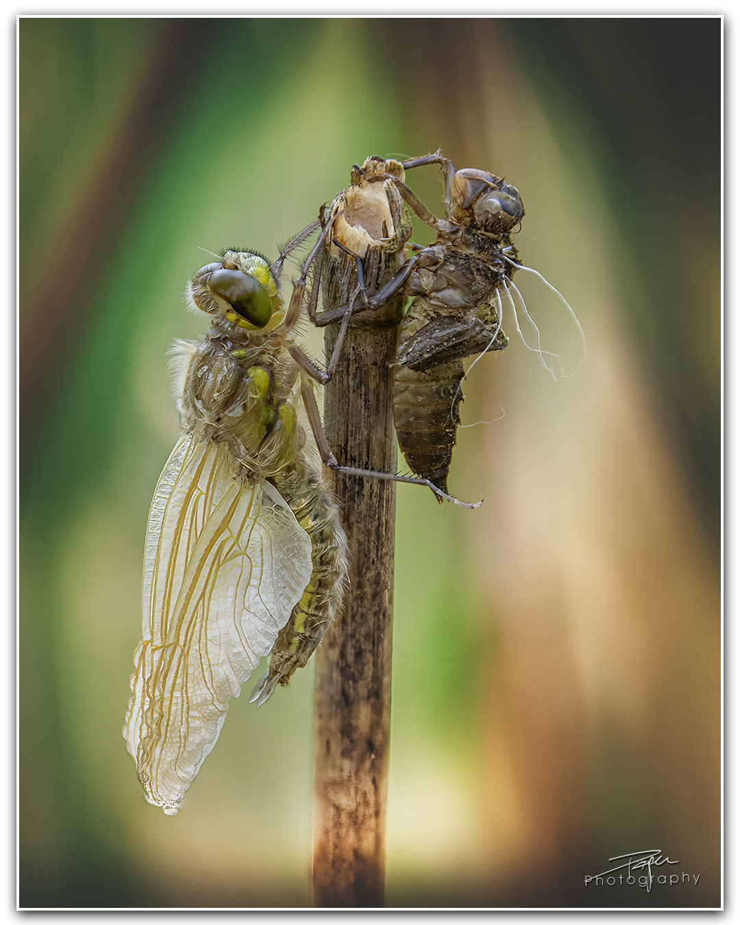 15.05.2023 - Libelle Metamorphose