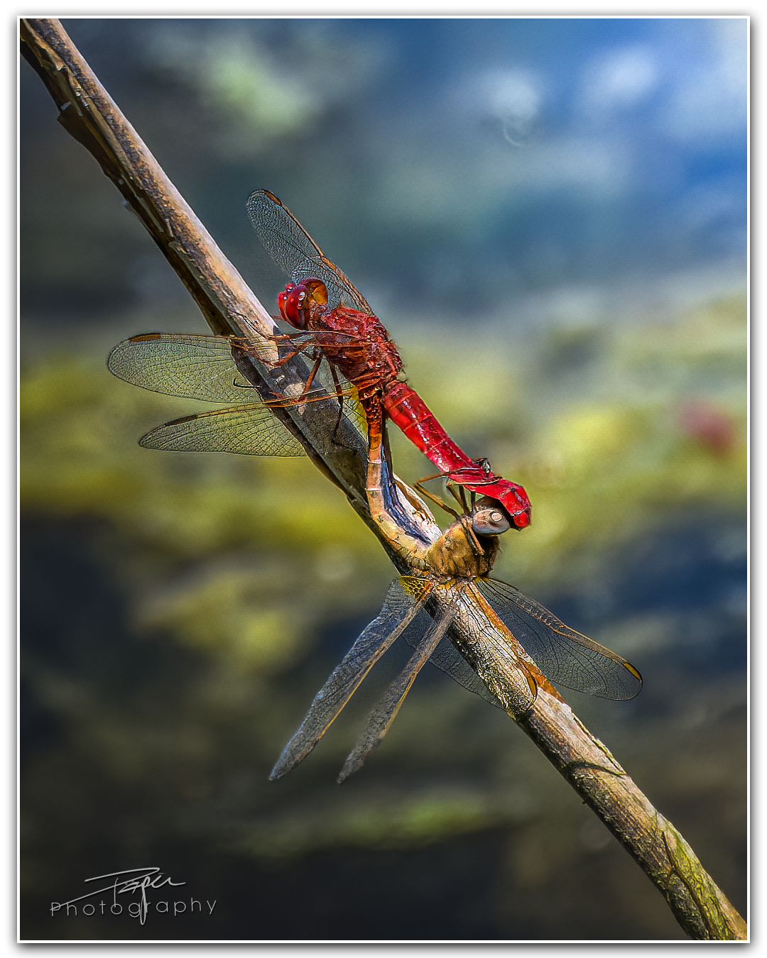 15.06.2023 -  Feuerlibelle | Paarung