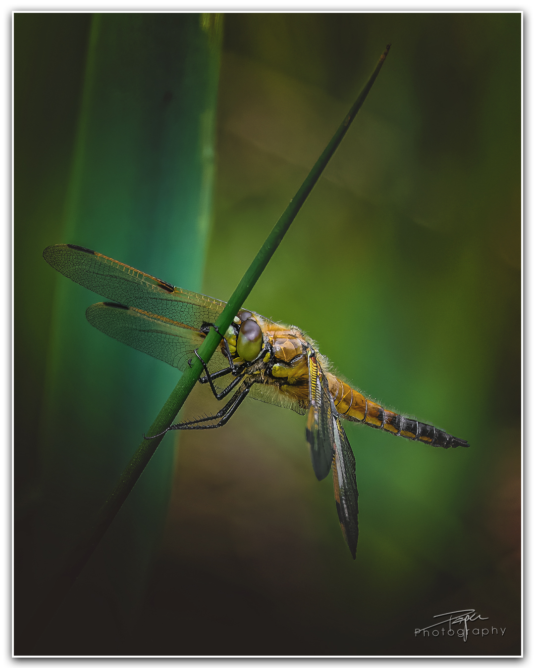 17.05.2023 - Libelle Metamorphose