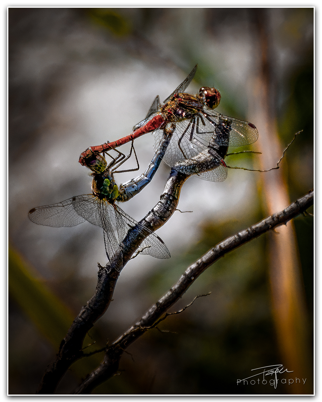 18.09.2023 - Paarung