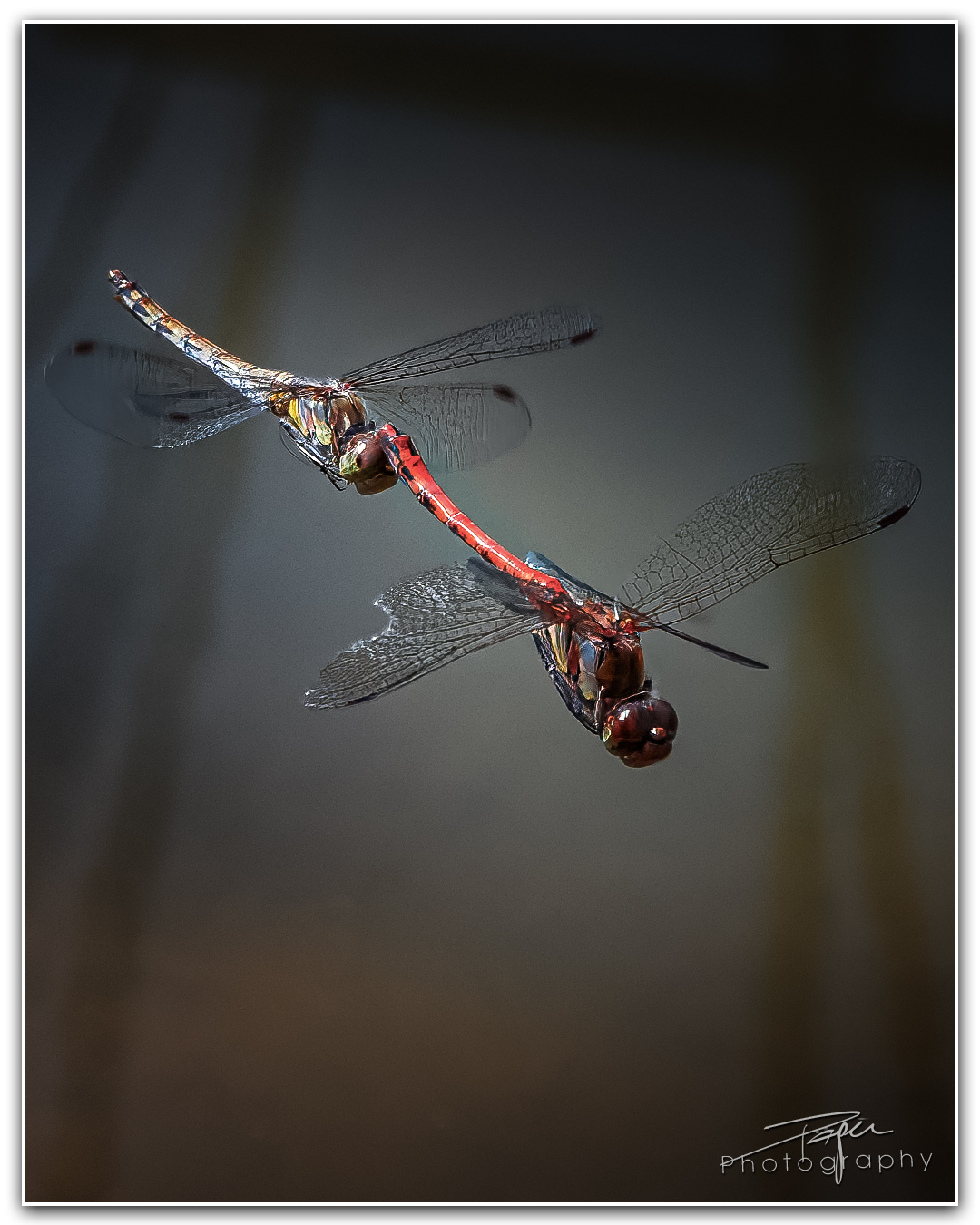 18.09.2023 - Paarung