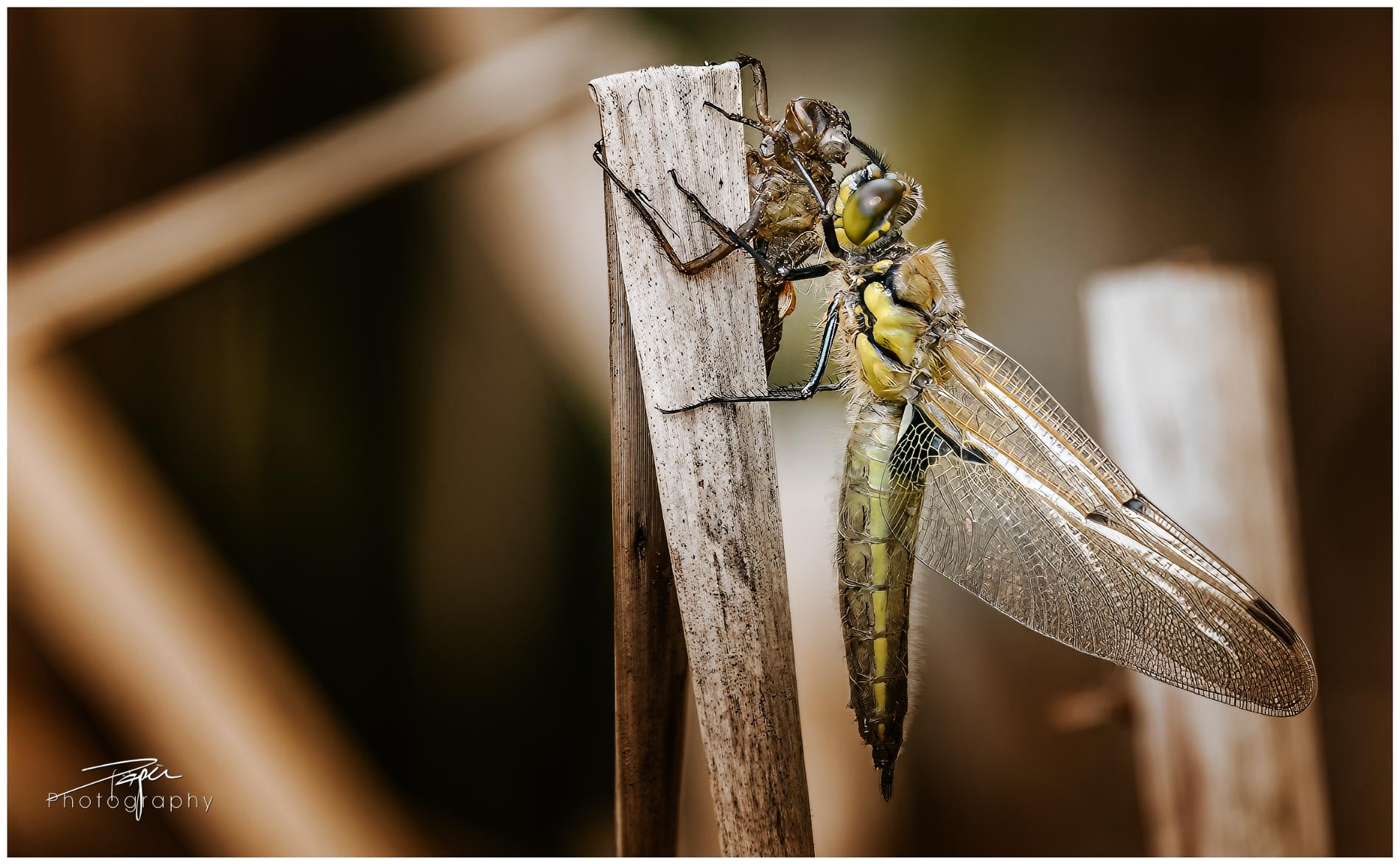 23.05.2023 - Libelle Metamorphose