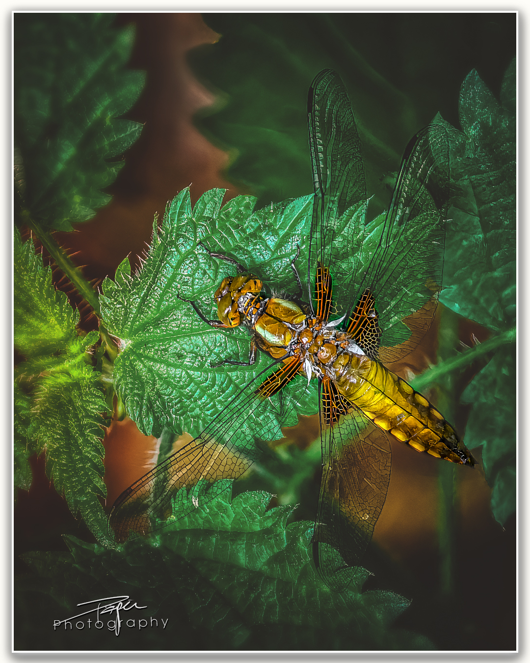 24.05.2023 - Plattbauchlibellen-Weibchen