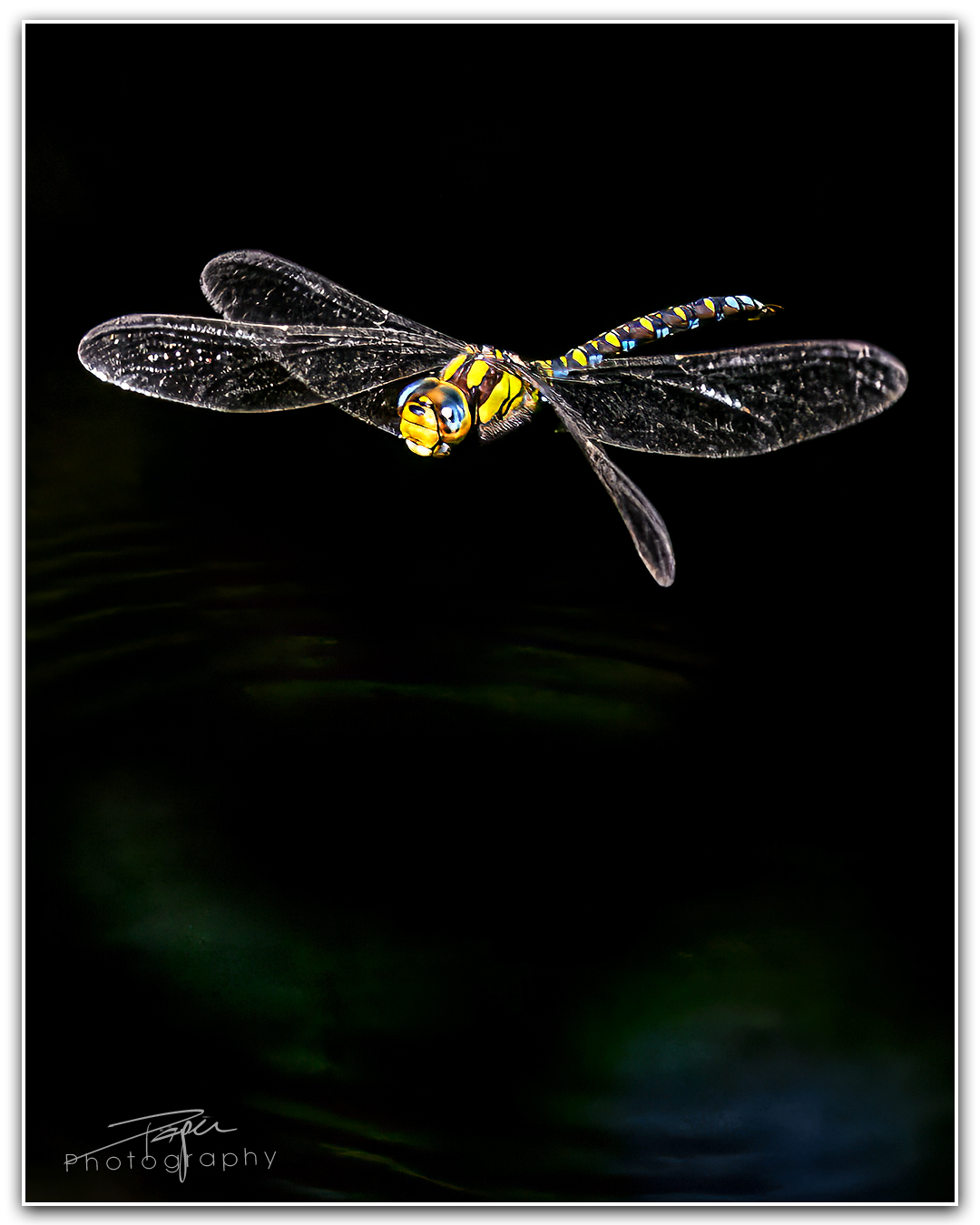 28.07.2023 - Königslibelle