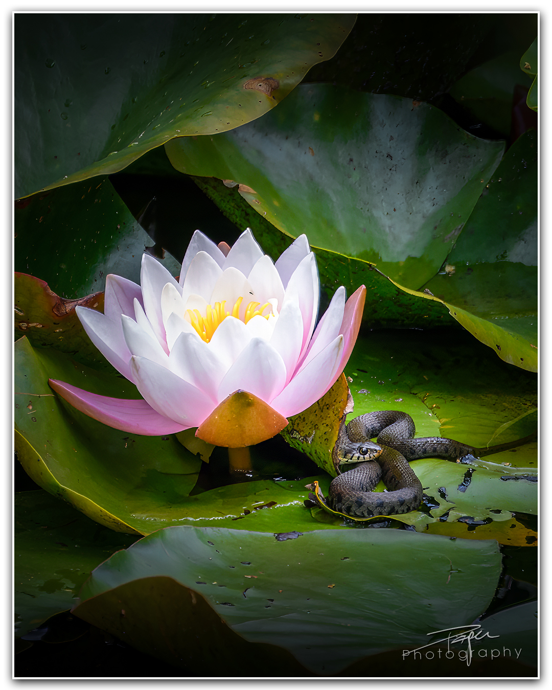 25.07.2023 - Ringelnatter