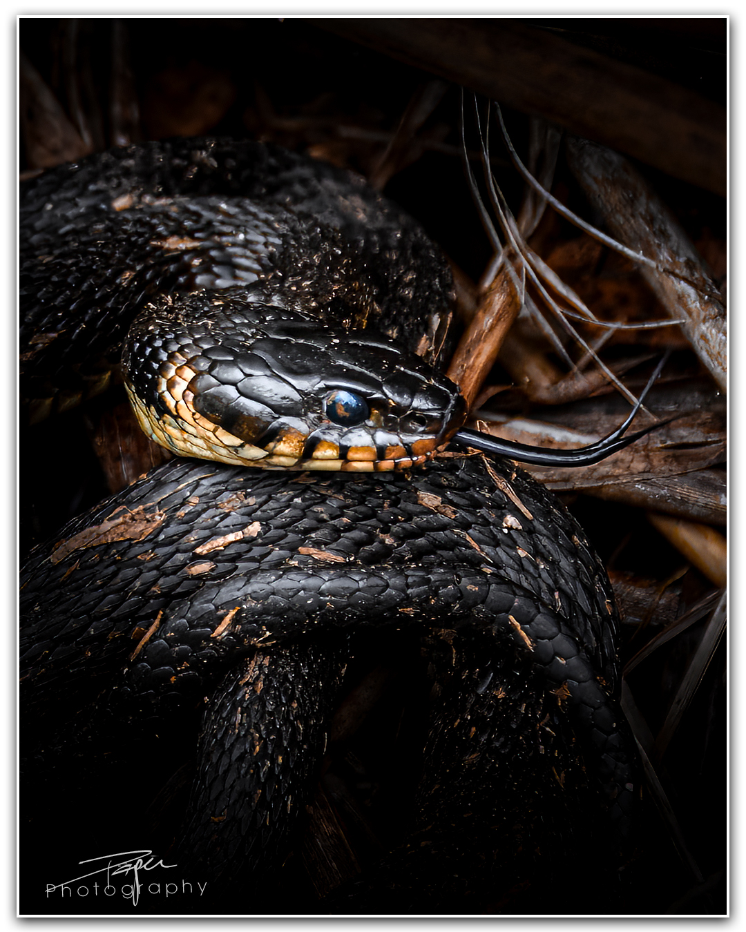 29.08.2023 - Ringelnatter