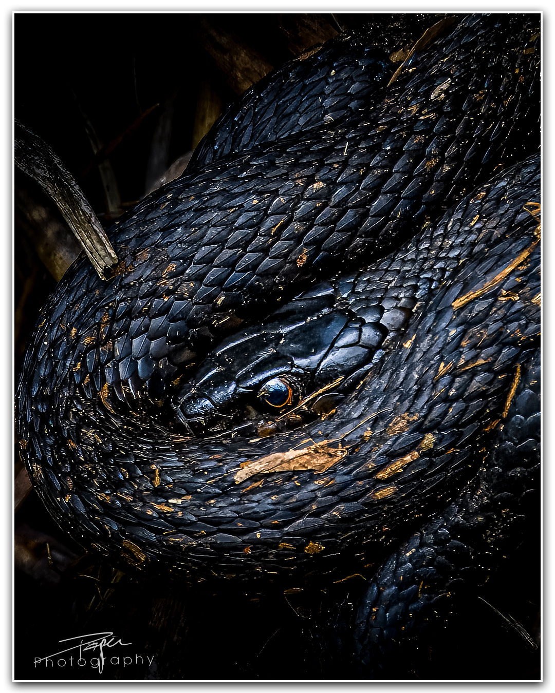 29.08.2023 - Ringelnatter