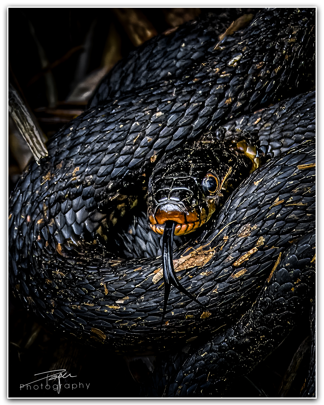 29.08.2023 - Ringelnatter