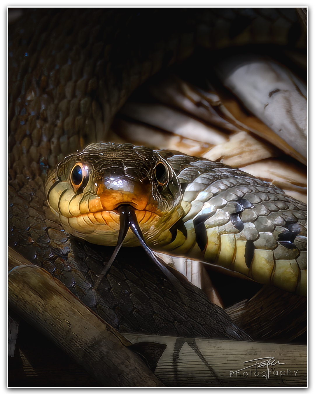 30.06.2023 - Ringelnatter