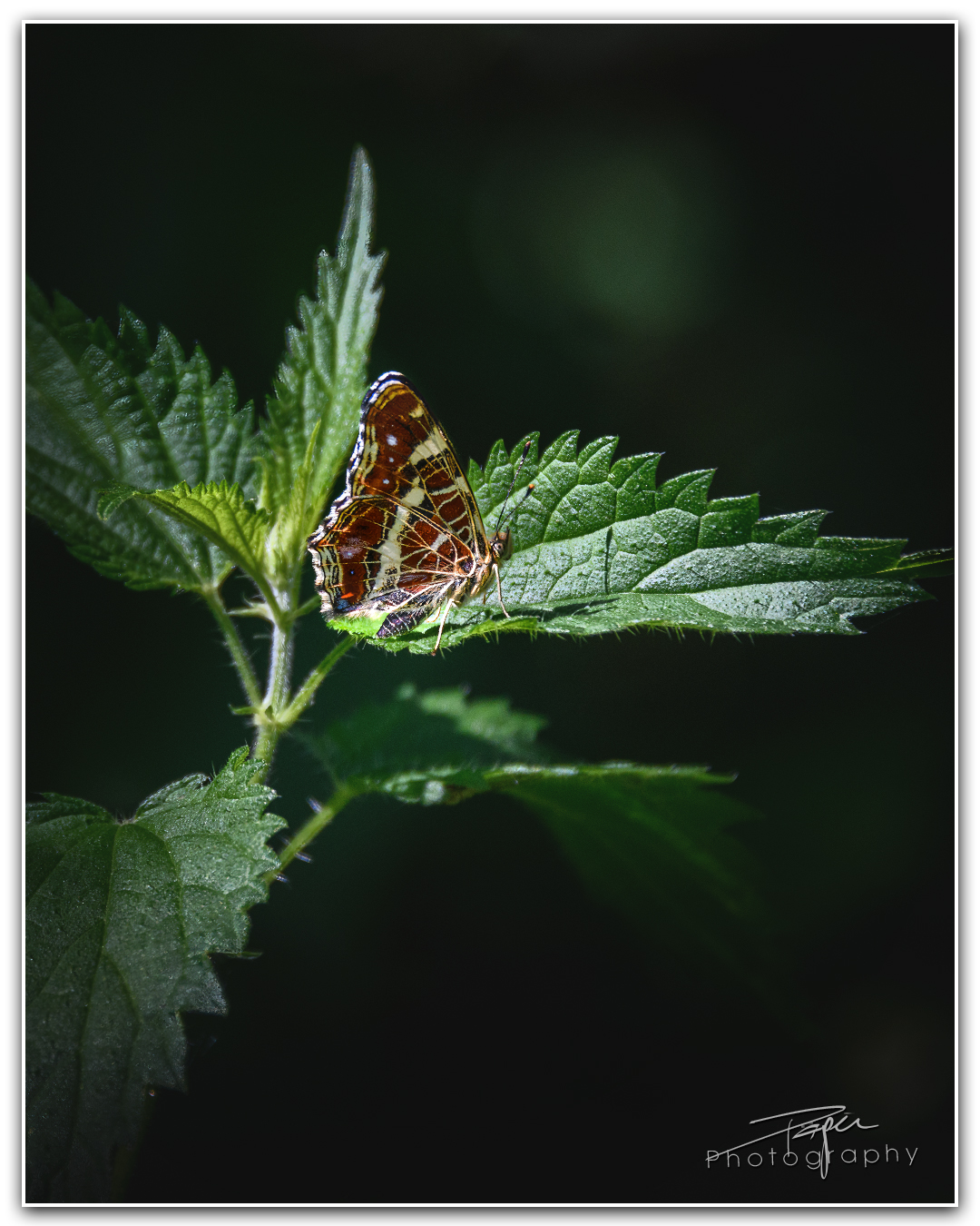 14.07.2023 - Taubenschwänzchen