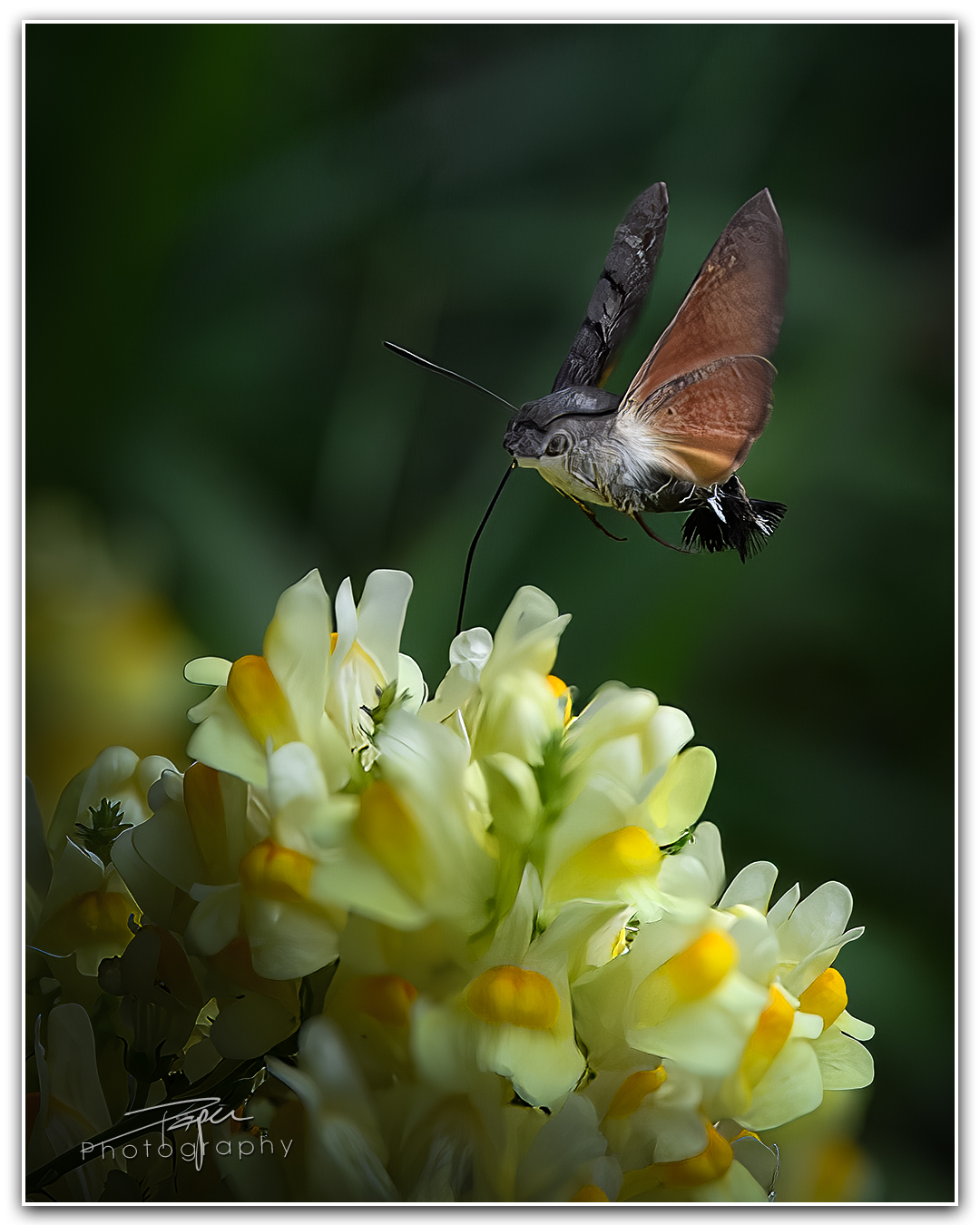 17.07.2023 - Taubenschwänzchen