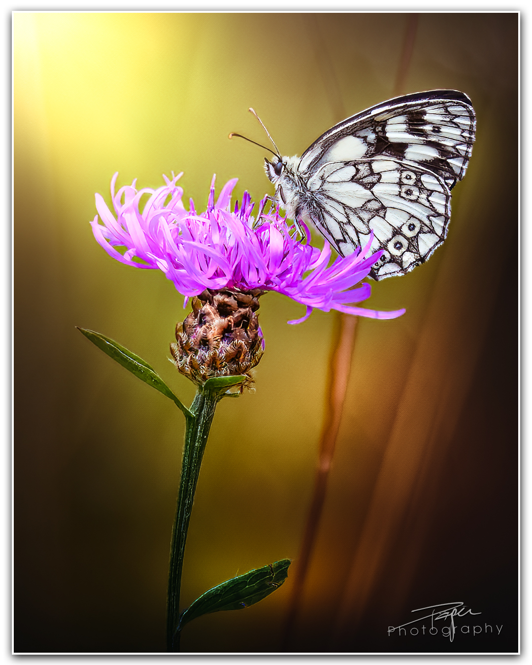 27.06.2023 - Schachbrettfalter