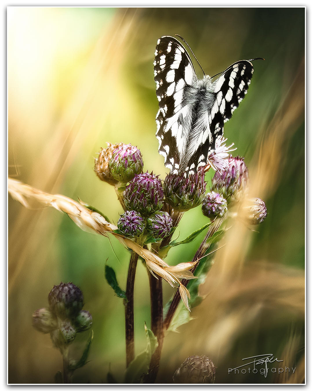 27.06.2023 - Schachbrettfalter