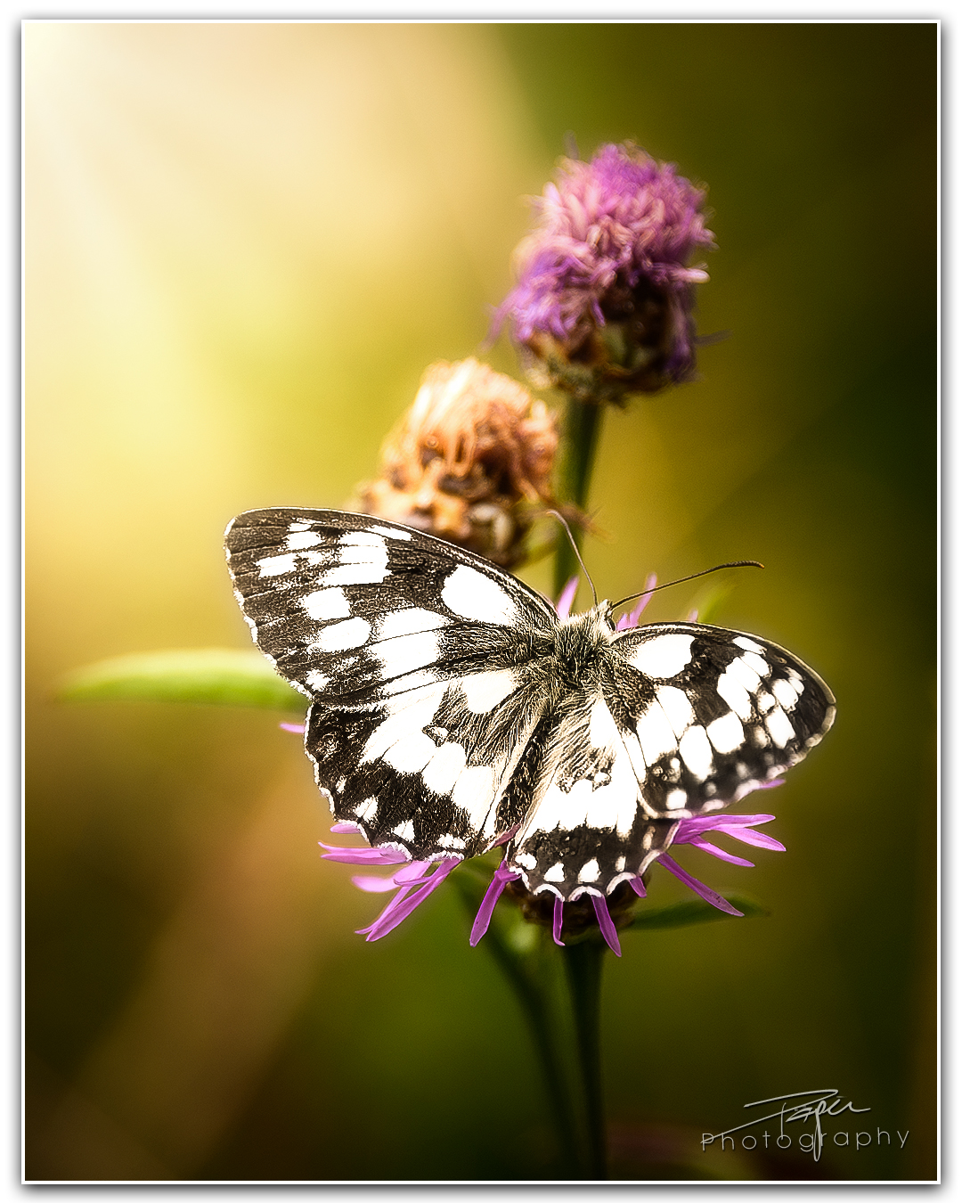 27.06.2023 - Schachbrettfalter