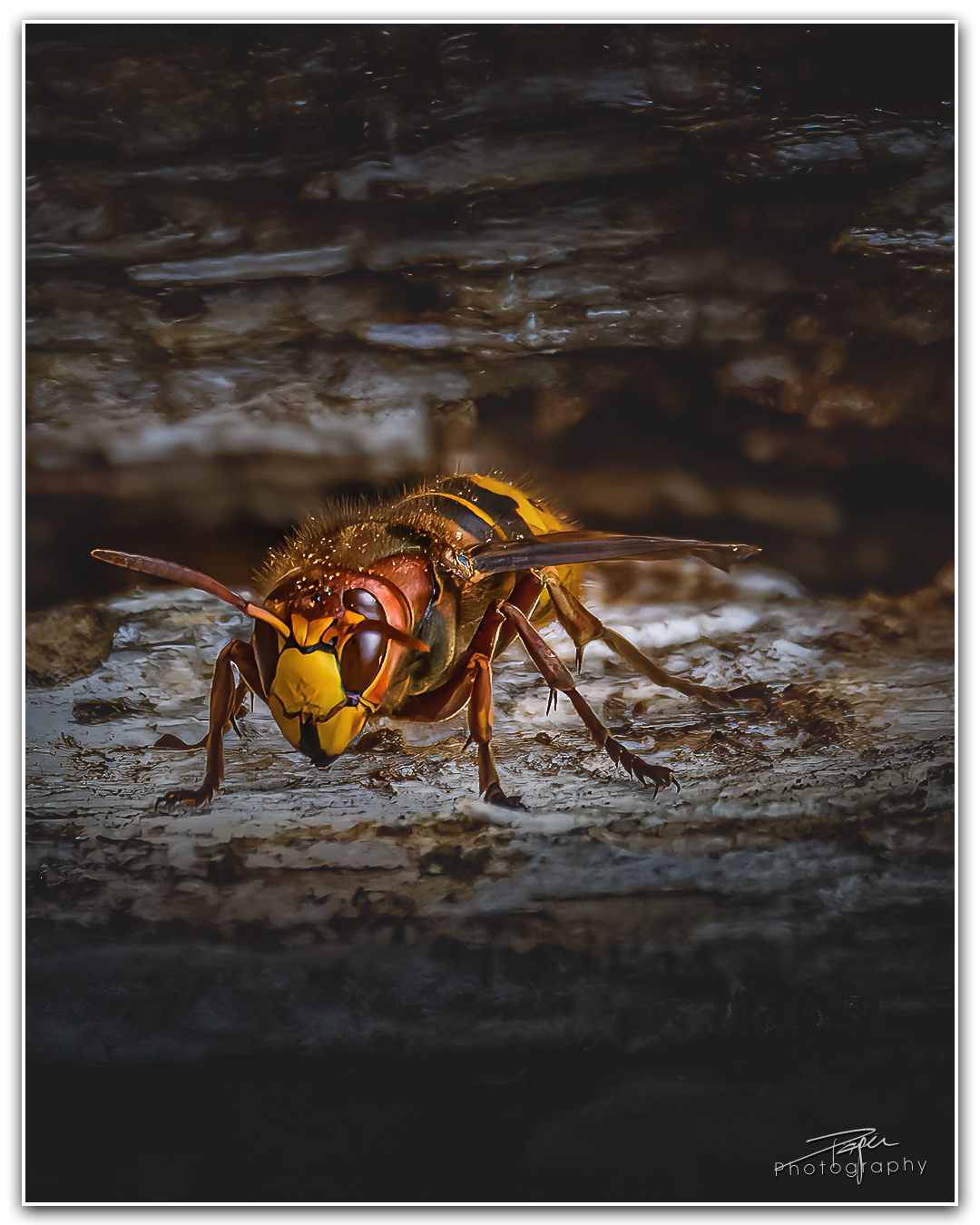 08.05.2023 - Hornisse