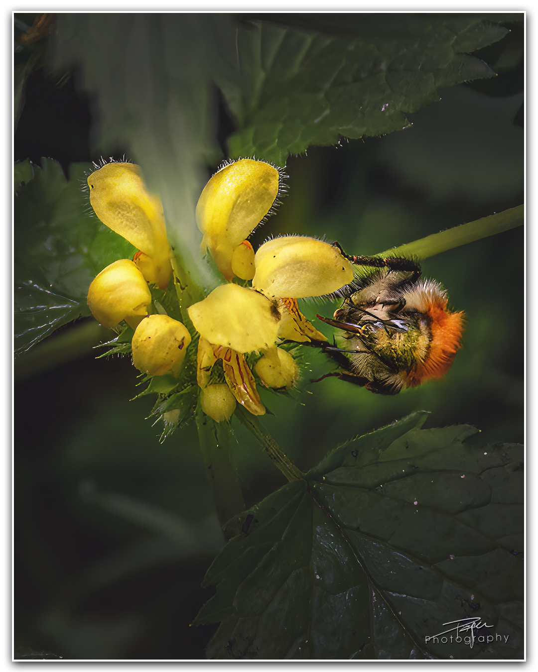 09.05.2023 - Baumhummel