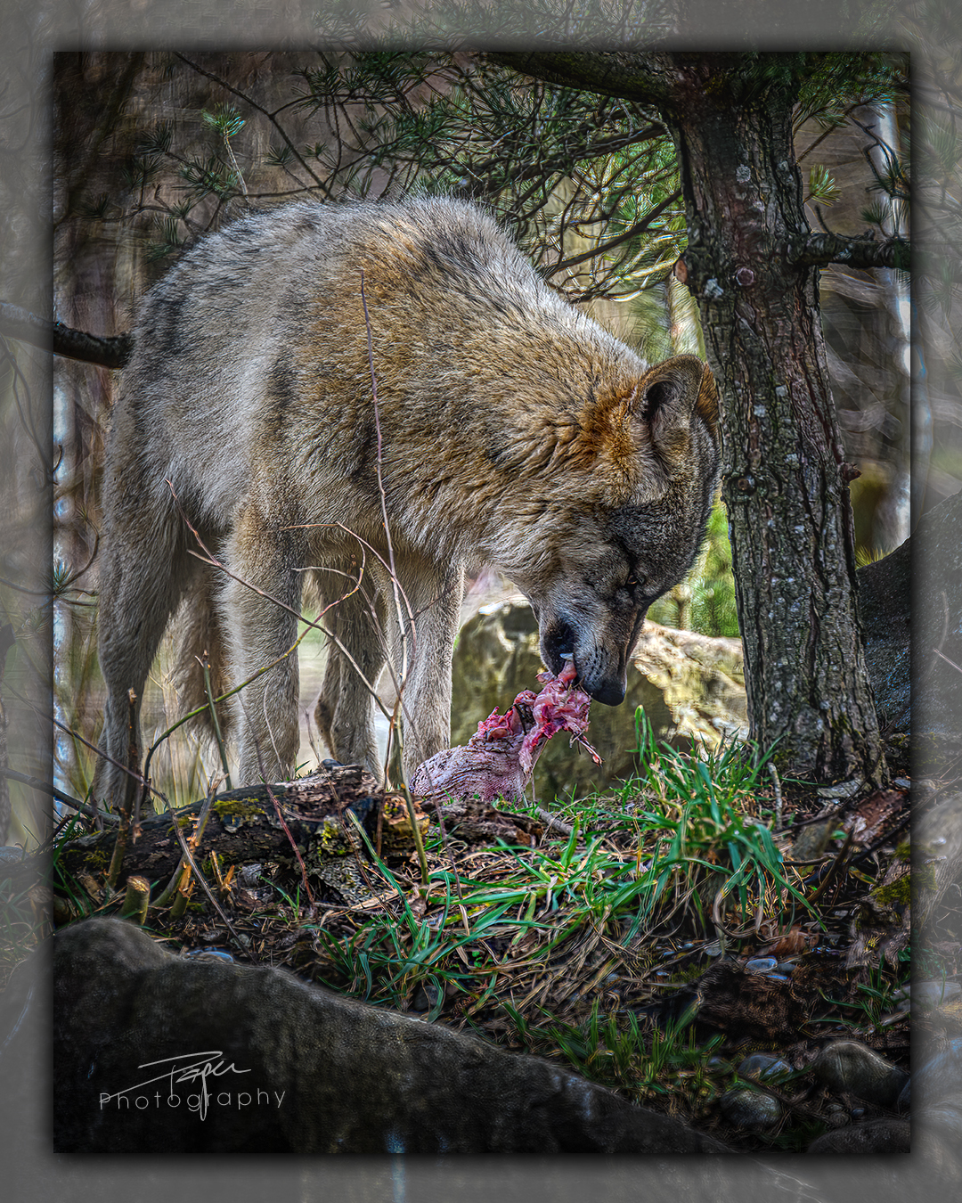 13.03.2023 - 𝑻𝒉𝒆 𝒘𝒐𝒍𝒇 𝒊𝒔 𝒃𝒂𝒄𝒌 𝒊𝒏 𝑺𝒘𝒊𝒕𝒛𝒆𝒓𝒍𝒂𝒏𝒅