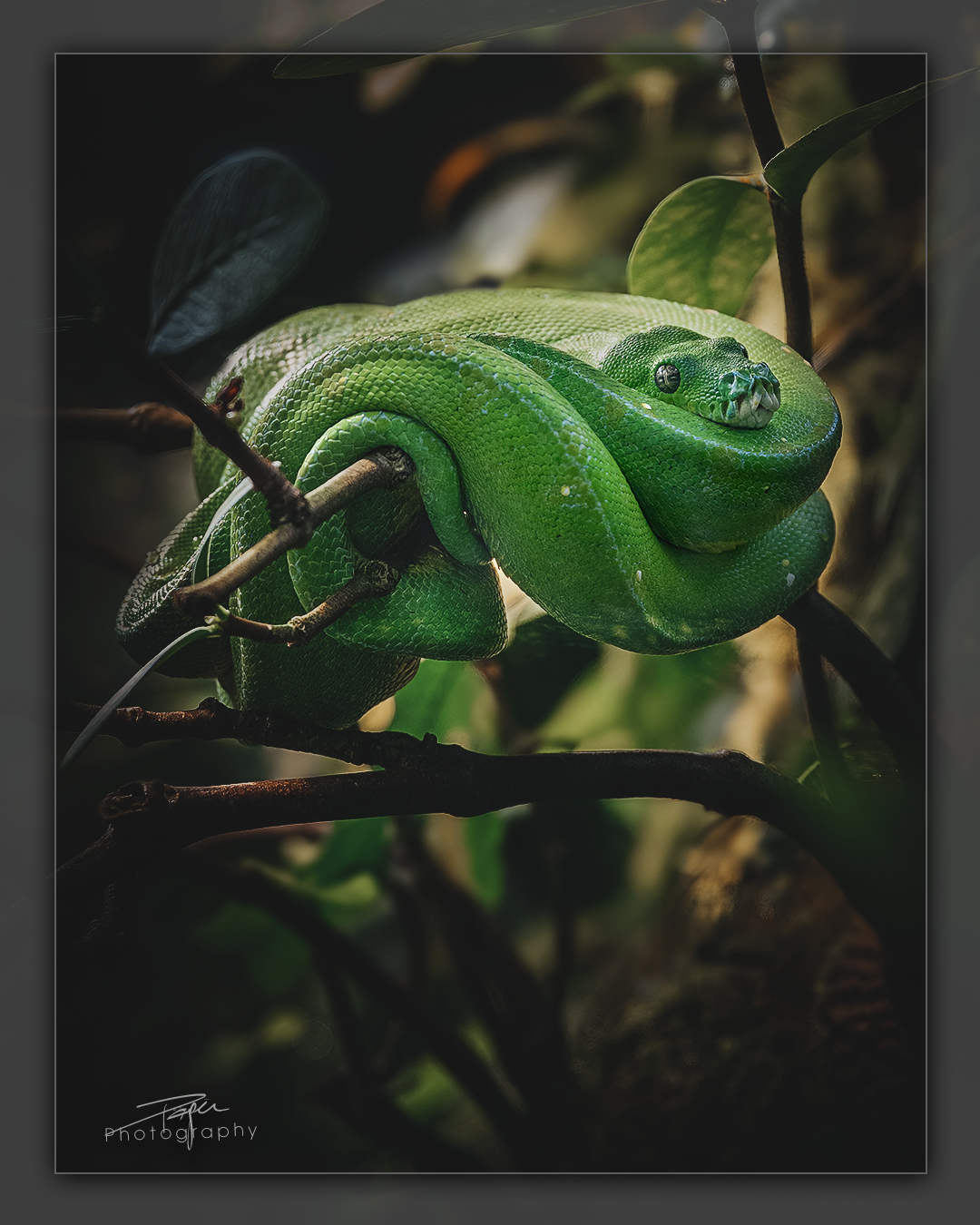 13.03.2023 - Baumpyton