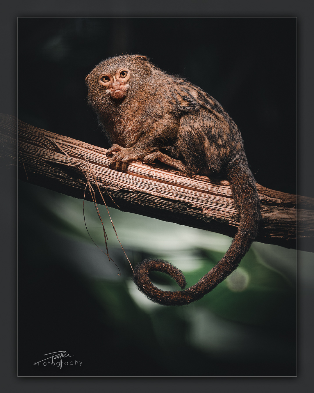 13.03.2023 - Zwergseidenäffchen