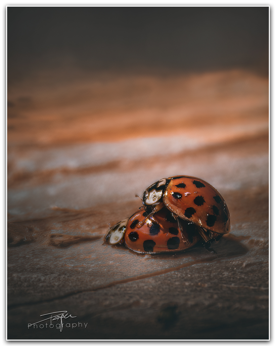 22.05.2023 - Marienkäfer | Paarung