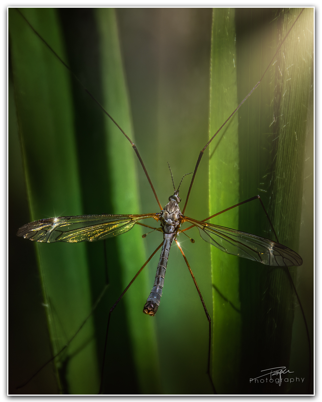 strong>23.05.2023 - Schnake