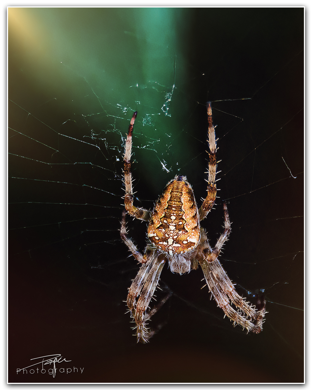 23.08.2023 - Gartenkreuzspinne