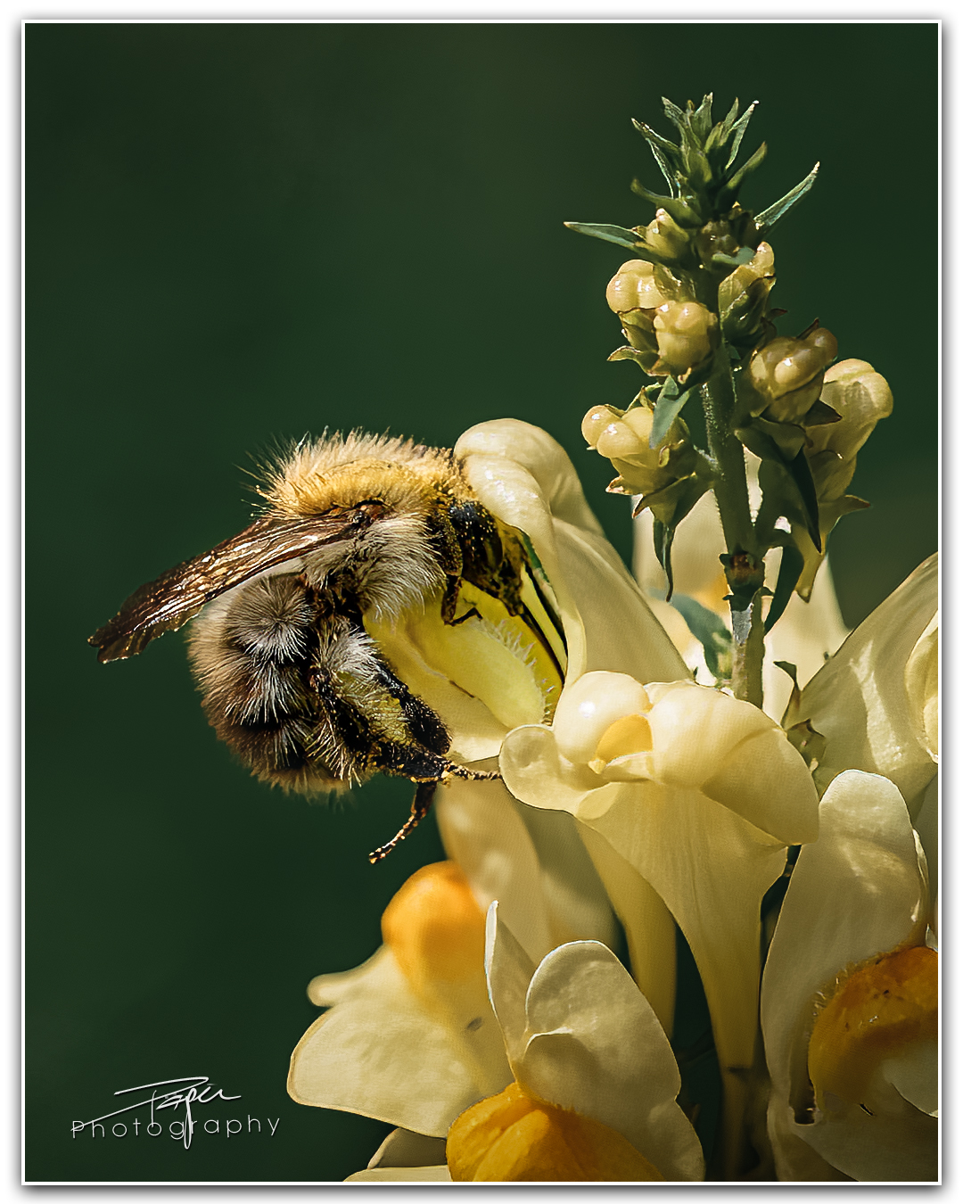 25.07.2023 - Wildbiene