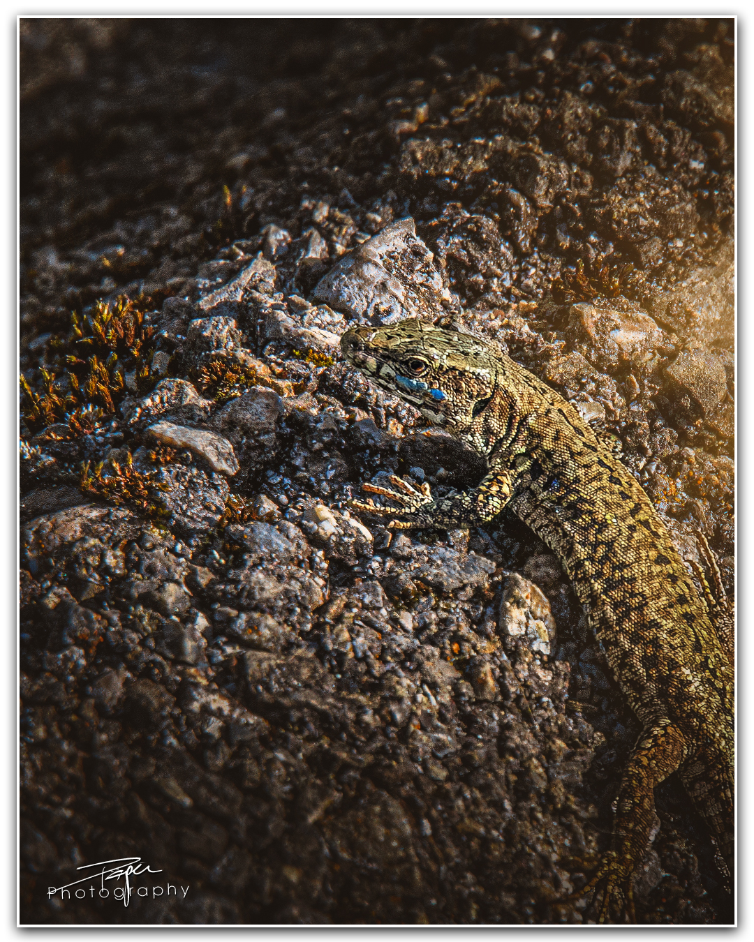 26.10.2023 - Eidechse