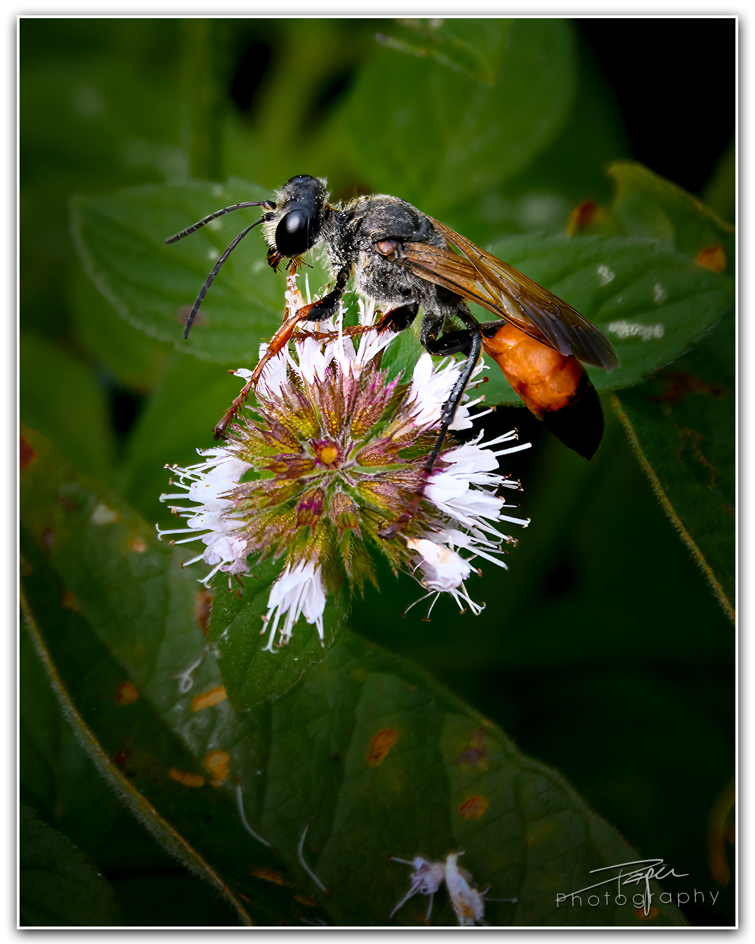 30.08.2023 - Heuschreckensandwespe